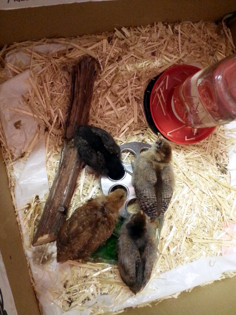 Baby Chicks in Studio