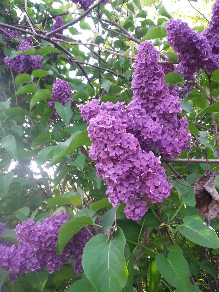 Huge Purple Lilacs in the Northwest