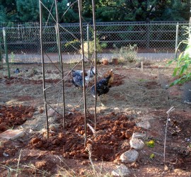 Copper Trellis by Mike Dumas Copper Designs Inc.