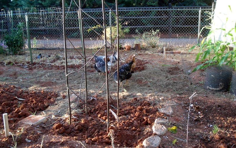 Copper Trellis by Mike Dumas Copper Designs Inc.