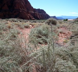 Desert landscape // Snow Canyon State Park // Ivins, UT // Mike Dumas Copper Designs.