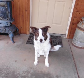 Border Collie love // canine companions // working dogs at Mike Dumas Copper Designs.